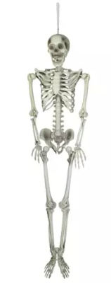 EUROPALMS Halloween Skeleton, 150 cm