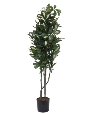 EUROPALMS Schefflera, artificial, 90cm